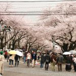 来場者を魅了した桜のトンネル