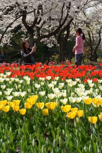 桜とチューリップが満開