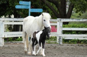 母馬・レオーネと産まれたばかりの仔馬