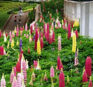 歌壇に広がる「ルピナス」＝相模原市内の水の苑地