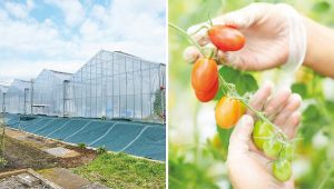 「小田急・神奈中ファーム城山農場」（左）と第一弾の高糖度ミニトマト「かなか」