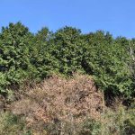 ヒノキ花粉飛散量（相模原市緑区）