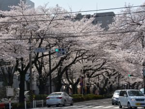 景観形成重点地区指定を目指す市道市役所前通り