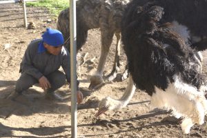 ダチョウと触れ合う麓さん