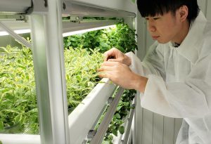 屋内農園で障害者雇用を支援するサービス