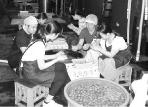 日本酒に漬け込む梅を仕込む学生ら