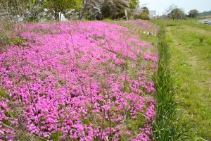 今春で見納めとなる相模川（新戸・下磯部）のシバザクラ