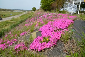 防草シートが露出した堤防