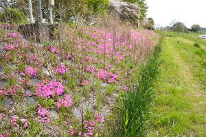 植生がまばらになっている新戸地区のシバザクラ