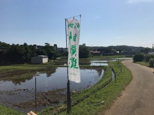 山田錦を育む緑区内の田んぼ